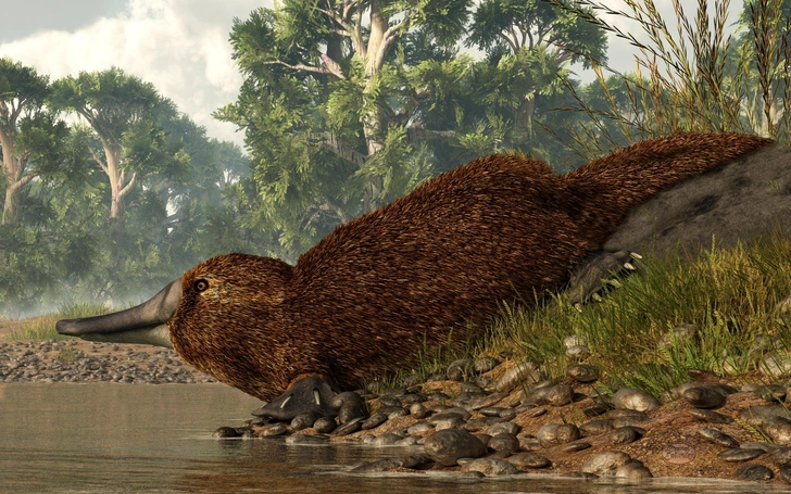 Древний зубастый утконос: что рассказали окаменелости из Южной Австралии