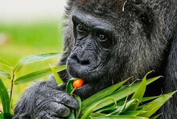 Моряк вывез ее из Африки и продал, чтобы расплатиться за выпивку. Самая старая в мире горилла отпраздновала 69-й день рождения