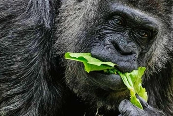 Моряк вывез ее из Африки и продал, чтобы расплатиться за выпивку. Самая старая в мире горилла отпраздновала 69-й день рождения