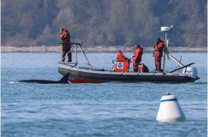Пришли из океана: три таинственные косатки плескались у берегов Сиэтла
