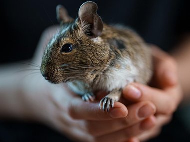 В Москве возбудили дело после кражи чилийской белки из зоомагазина