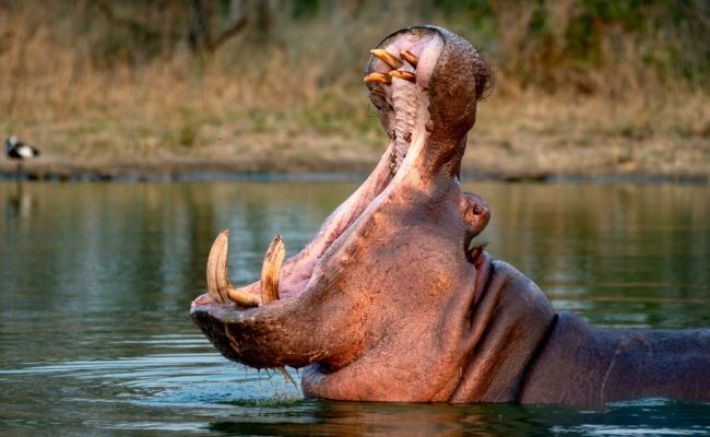 В Колумбии усыпят потомков «наркобегемотов», которых ввез в страну Эскобар