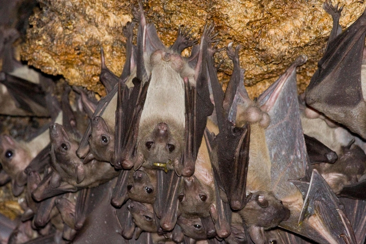 Зараза из пещеры: поедающие летучих мышей хищники способствуют распространению смертоносного вируса в Уганде