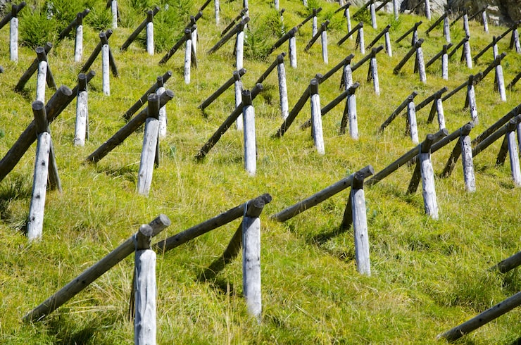 Как сделать перголу для винограда из бруса Как сделать перголу для винограда из бруса